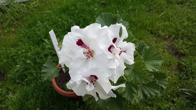 Пеларгония королевская Мона Лиза (Mona Lisa) смотреть онлайн