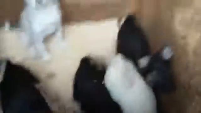 Братья и сестры Кио и Тильды смотреть онлайн