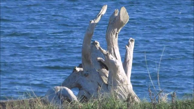 beach wood смотреть онлайн