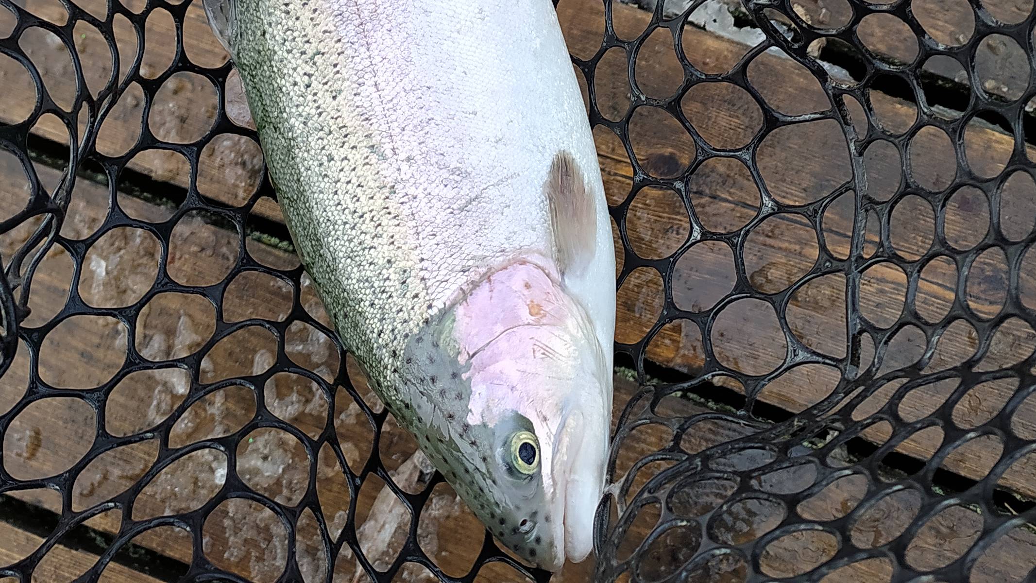 FISHERIX. ОТКРЫТИЕ ВЕСЕННЕГО ФОРЕЛЕВОГО СЕЗОНА 2024