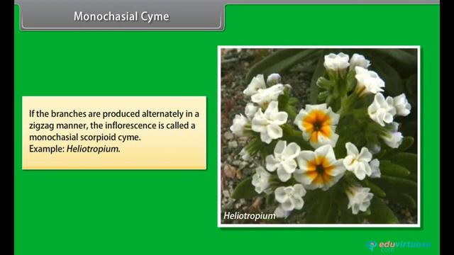 Class 11 | Biology | CBSE | Morphology of Flowering Plants Inflorescence | ICSE | Free Tutorial смотреть онлайн