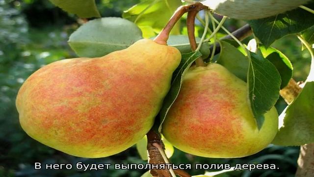 Груша Лада смотреть онлайн
