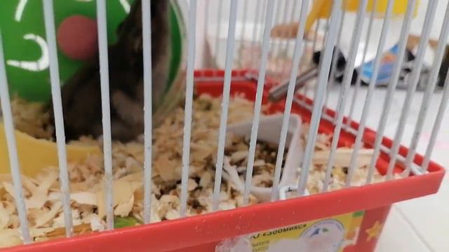 наша хомячиха 10 июня родила хомячат, кто живёт в Сочи, можете забрать бесплатно... смотреть онлайн