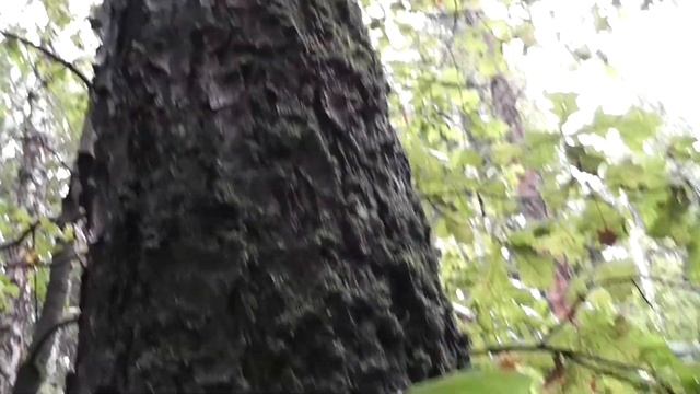 За грибами в Подмосковье, мусор в лесу жесть свиньи, овцы смотреть онлайн