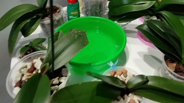 #полив #орхидеи Поливаю орхидеи Bone Forte. Орхидеи пошли в рост, ждём цветоносы.25.04.2021 смотреть онлайн