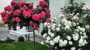 Штамбовые розы обзор питомника каталог 2024 осень