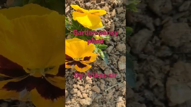 Gardan Pansy plant, Scientific name: Viola tricolor var. hortensisy, Family -Violaceae, #shorts смотреть онлайн