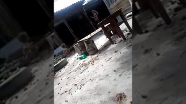 девочка и петух смотреть онлайн