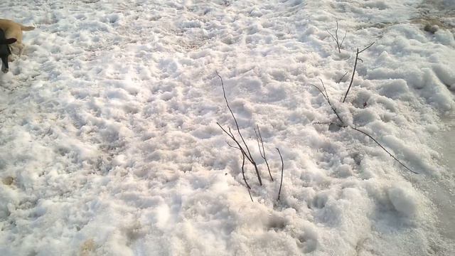 Альфа - Кобра (АЛАБАЙ) смотреть онлайн
