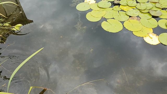 самая эффективная очистка пруда смотреть онлайн