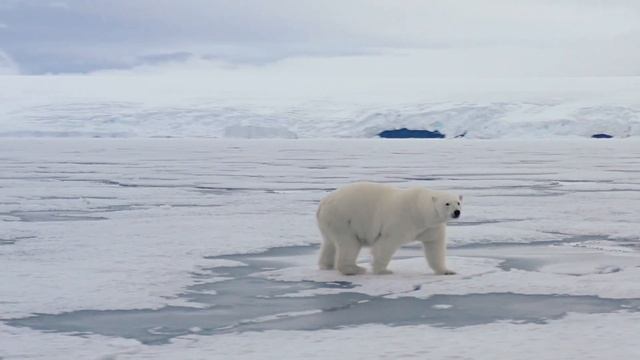 Северный полюс, попаду ли? смотреть онлайн