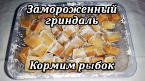 Кормление рыбок замороженным гриндалем