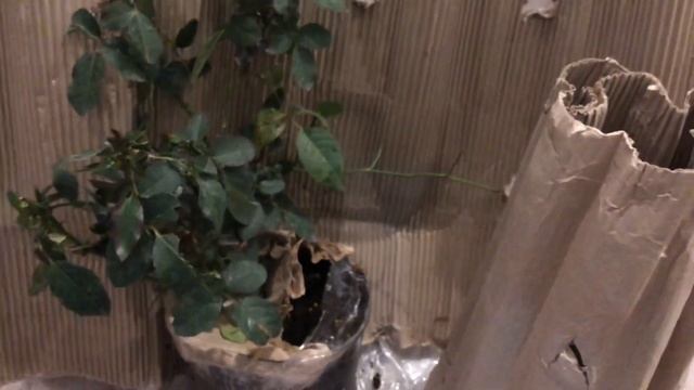 Роза в ноябре / “Юбилей принца Монако ?? ” смотреть онлайн