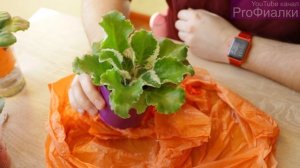 КАК ПОМЫТЬ ФИАЛКУ?  3 ЛУЧШИХ СПОСОБА!