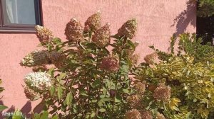 Дача на Юге - Клумба на солнечном участке