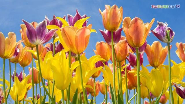 Маленькие уроки искусства - Классическая музыка для детей. П.И. Чайковский. Вальс цветов смотреть онлайн