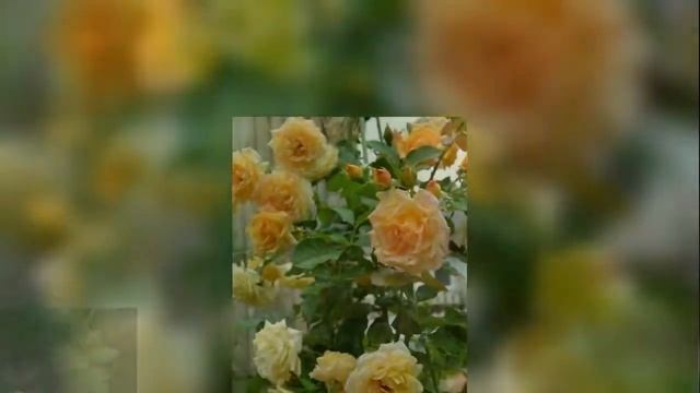 Rose Michka (Роза Мишка) смотреть онлайн