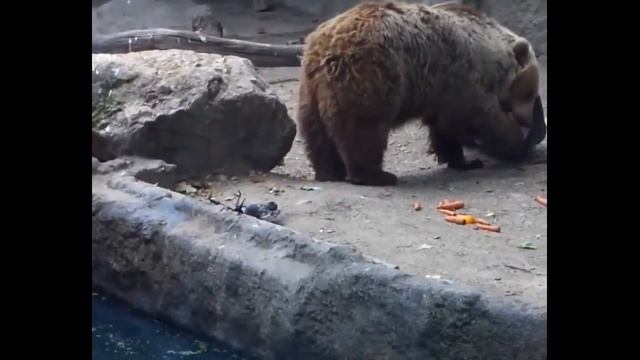 Медведь спас тонущую ворону / Bear rescued from drowning Crow [HD] смотреть онлайн