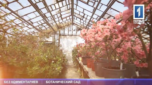 Зацвели азалии в ботаническом саду смотреть онлайн