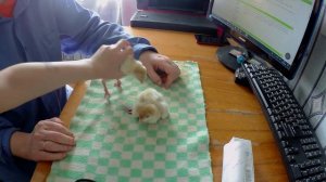 Исправление индюшат вертолетиков или шпагатиков