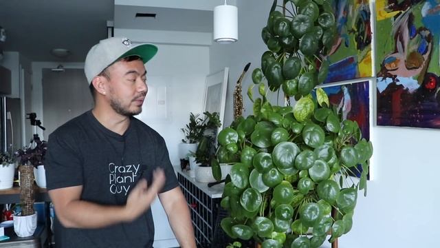 How to Grow A Giant Pilea Peperomioides | Houseplant Care Guide and Tips смотреть онлайн