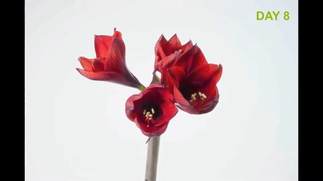 Timelapse Hippeastrum Rapido смотреть онлайн