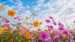 ?Лето, ах, лето!?