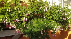 Фуксии обзор ампельных сортов 2 часть.