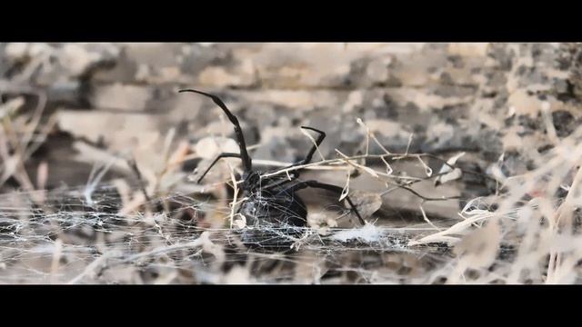 Каракурт Latrodectus tredecimguttatus смотреть онлайн