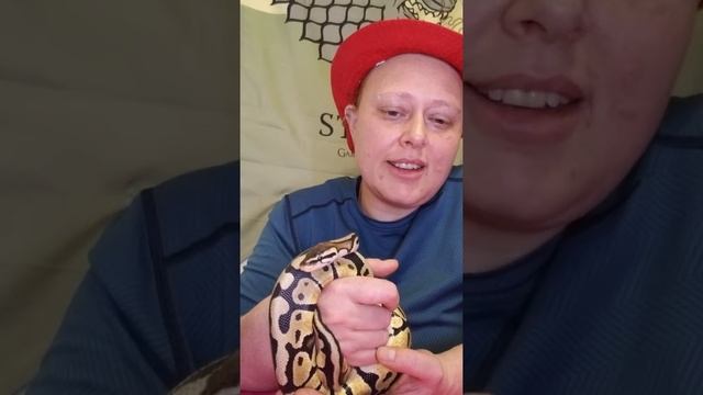 Coffee and Snakes 1 Ball Python Morph, Pastel смотреть онлайн