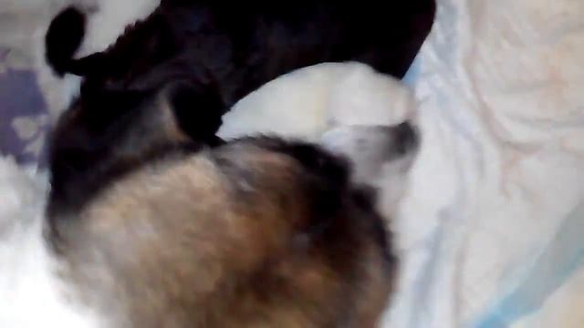 Приют для бездомных животных в Александрове смотреть онлайн