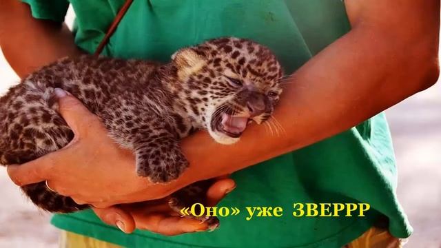 ч 3 ДЕТИ САФАРИ ПАРКА Т А Й Г А Н смотреть онлайн