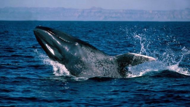 Крупнейшее животное на Земле - Синий Кит смотреть онлайн