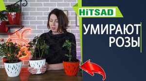 Почему розы умирают  Комнатная роза завяла после покупки