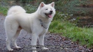 Хатико: порода, как называется собака, которая снималась в фильме