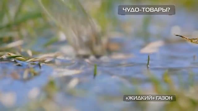 Тестируем Жидкий газон. Программа Чудо техники