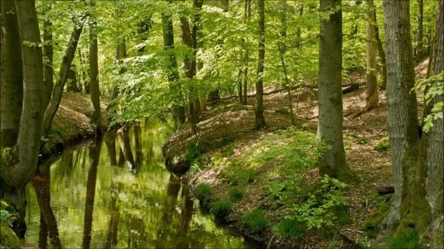Bourree in E Minor/J. S. Bach смотреть онлайн