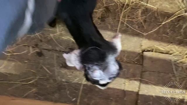 2022новый житель в нашем хозяйстве-05-25