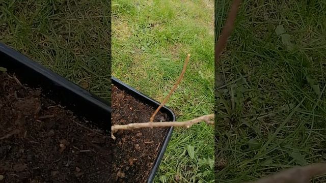 ОБРЕЗАЮ ГОРТЕНЗИЮ СИЛЬВЕР ДОЛЛАР смотреть онлайн