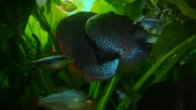 Penang Eruption Discus Fish breeding/spawning-Chen's Discus. смотреть онлайн