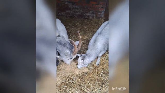 28.02.23.Мои животные.Сарайное видио.Одна на хозяйстве. смотреть онлайн