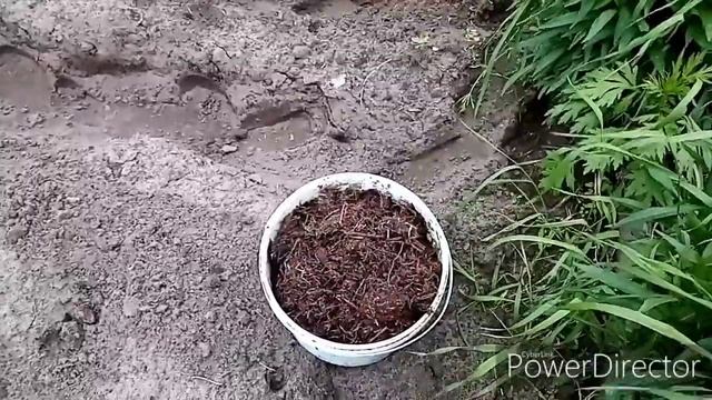 Гребневый способ посадки картофеля смотреть онлайн