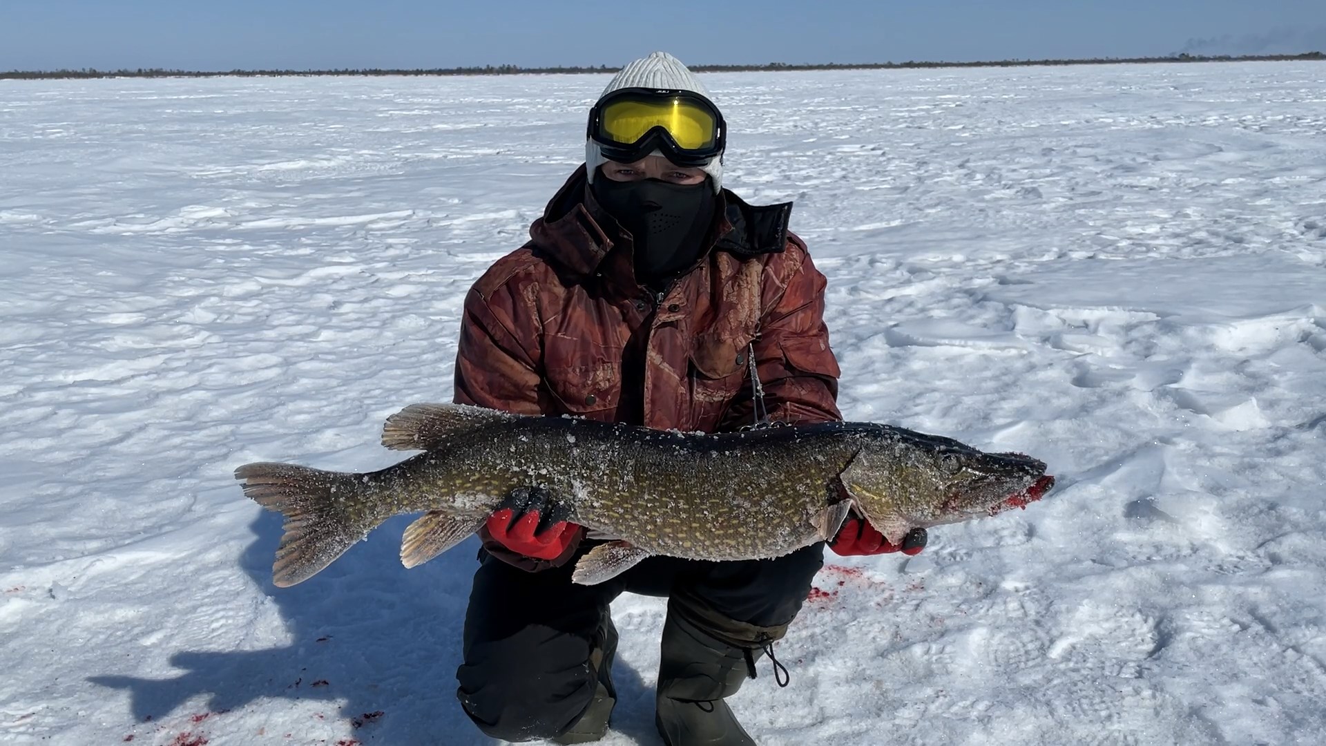 Как засолить икру Щуки смотреть онлайн