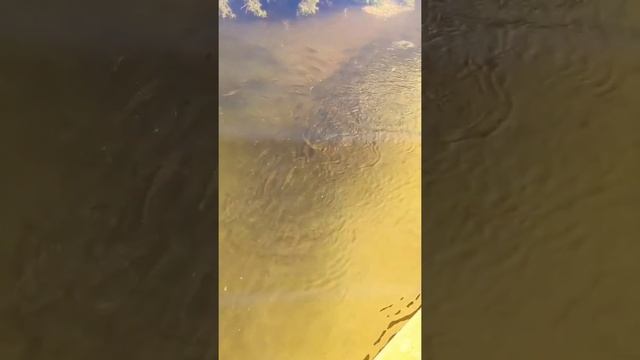 ПРИМЕР того, для чего нужны рыбаку поляризационные очки ?? #рыбалка #fishing #shorts #рибалка #pesc смотреть онлайн