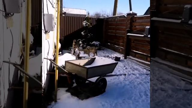 Щенки турецкого кангала смотреть онлайн