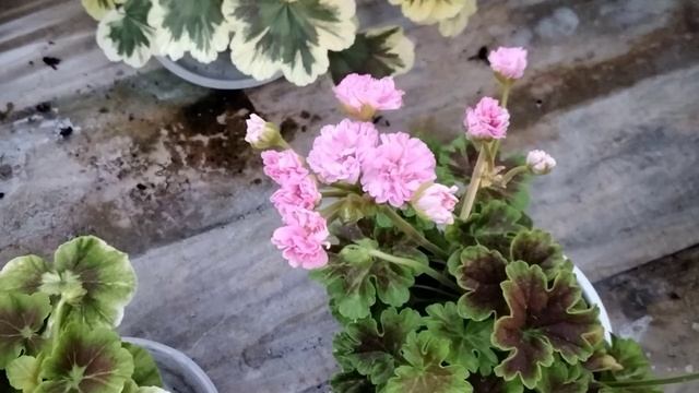 #175.Пёстролистные,золотолистные пеларгонии. Видео-каталог часть 5. смотреть онлайн