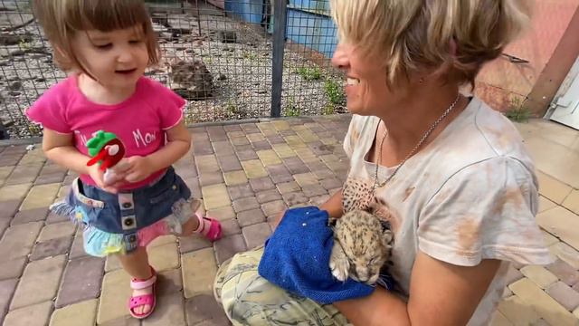 Ангелина помогает кормить СПАСЁННОГО ЛЬВЁНКА! смотреть онлайн