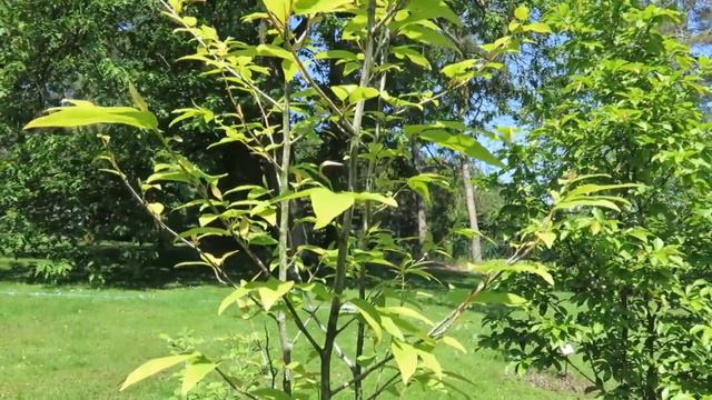 Magnolia salicifolia šácholan vrbolistý смотреть онлайн