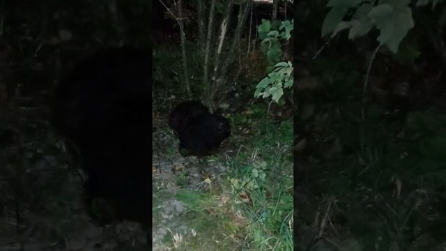 Сос! Полосатая котенок девочка отловлена, ждет стерилзацию, потом обратно на улицу или удочерит кто смотреть онлайн