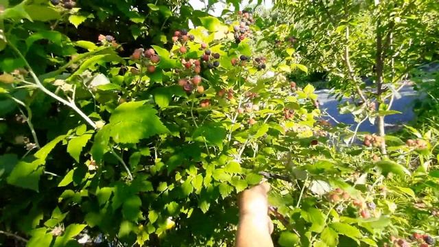 Ежемалина Кумберленд чёрный обзор урожая смотреть онлайн